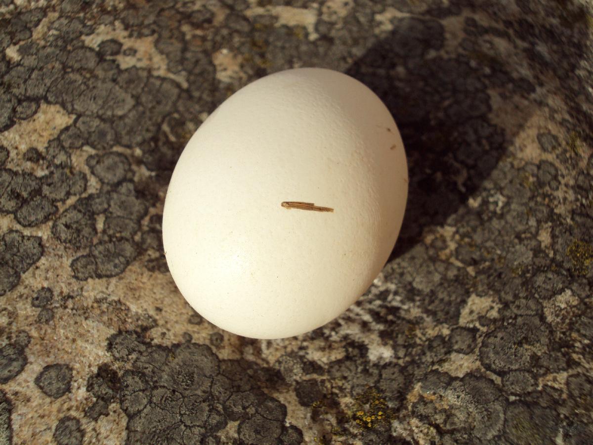 Egg. Emmanuelle Prosper